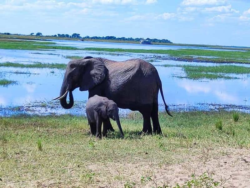 Billet Expérience d'une journée complète au parc national de Chobe, avec prise en charge à l'aéroport