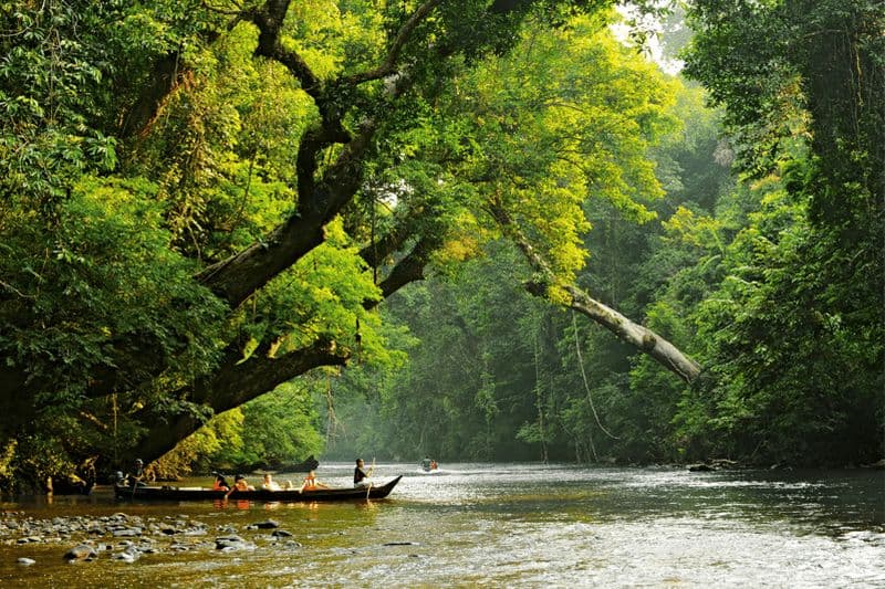 Billet Depuis Kuala Lumpur : visite privative du parc national de Taman Negara