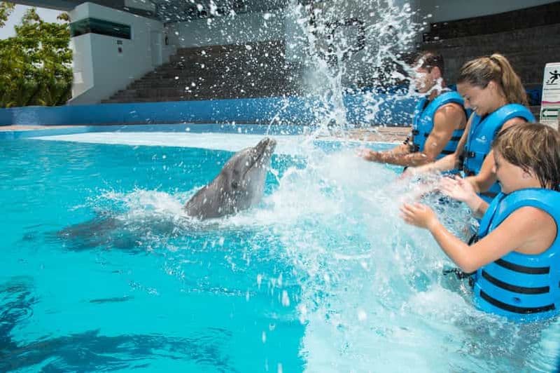Billet Cancún : Aquarium interactif - Nagez avec les dauphins Premium