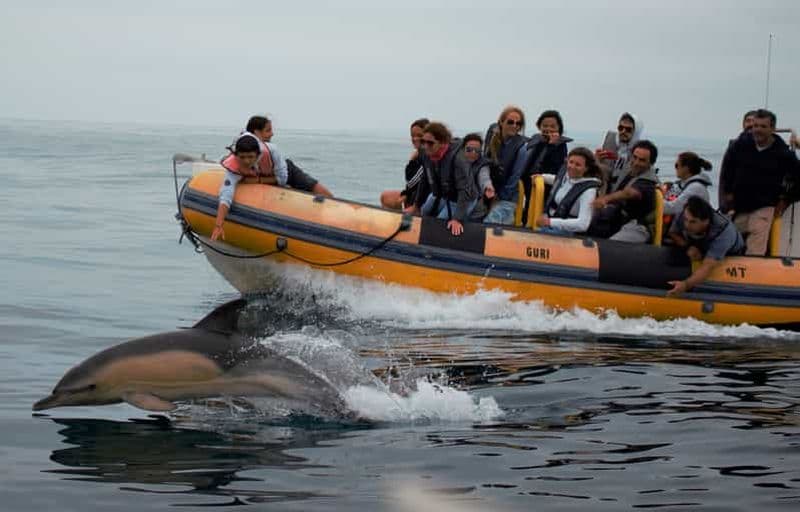 Billet Peniche : Excursion en bateau sur la route des dauphins