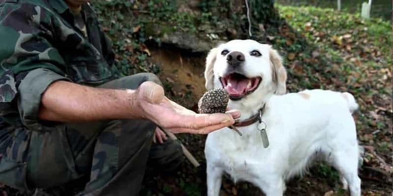 Billet Excursion d'une journée complète dans les vignobles de Barbaresco avec chasse aux truffes et déjeuner