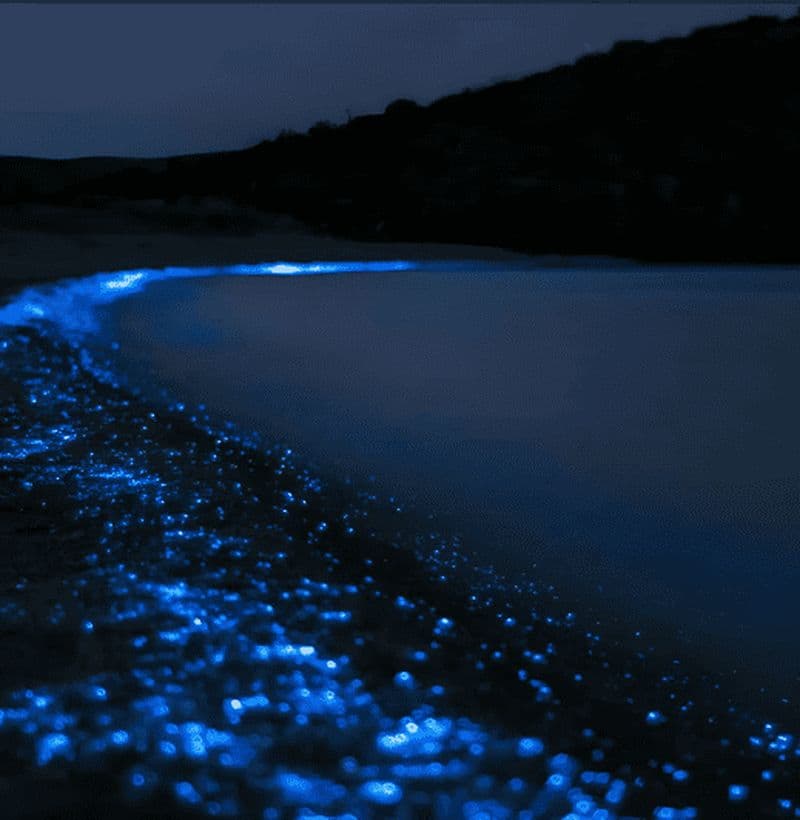 Billet Carthagène : Visite VIP à la Playa Tranquila avec plongée en apnée + plancton lumineux