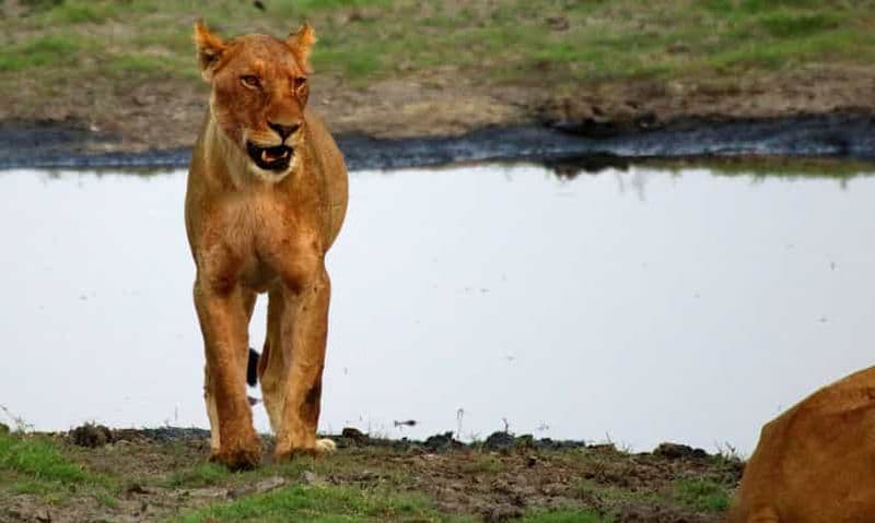 Billet Depuis Kasane : Safari de nuit en camping dans le parc national de Chobe