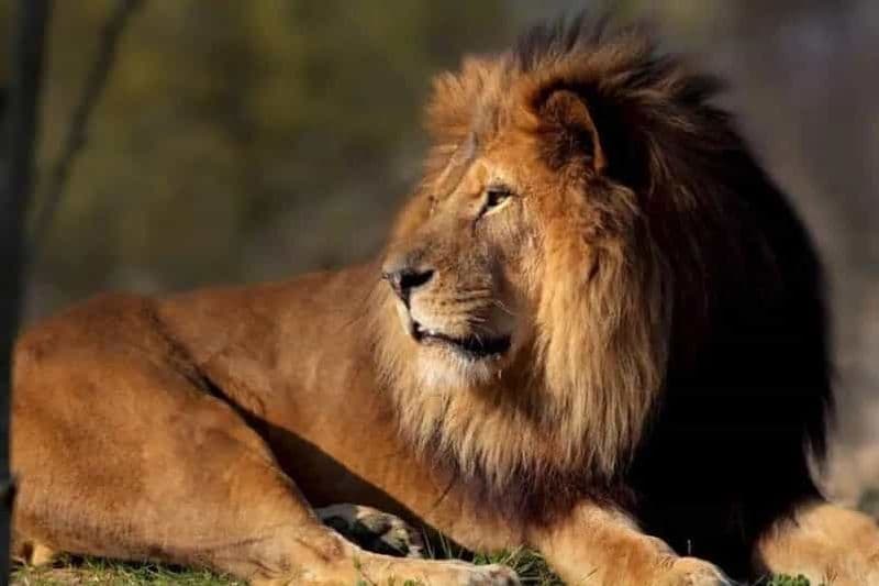 Billet Paris : billet d'entrée au parc zoologique de Paris