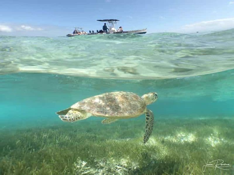 Billet Terminal de Nouméa : excursion à l'île Signal et nage avec les tortues