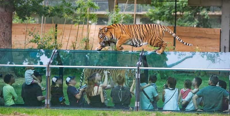 Billet Paris : Visite privée du château de Thoiry et du parc safari