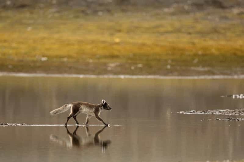 Billet Longyearbyen : safari et randonnée photographique pour observer la faune sauvage