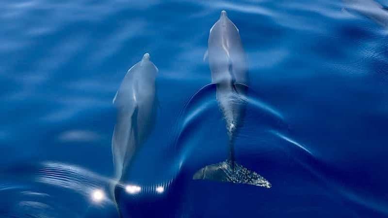 Billet Martinique : croisière d'observation des dauphins avec collation
