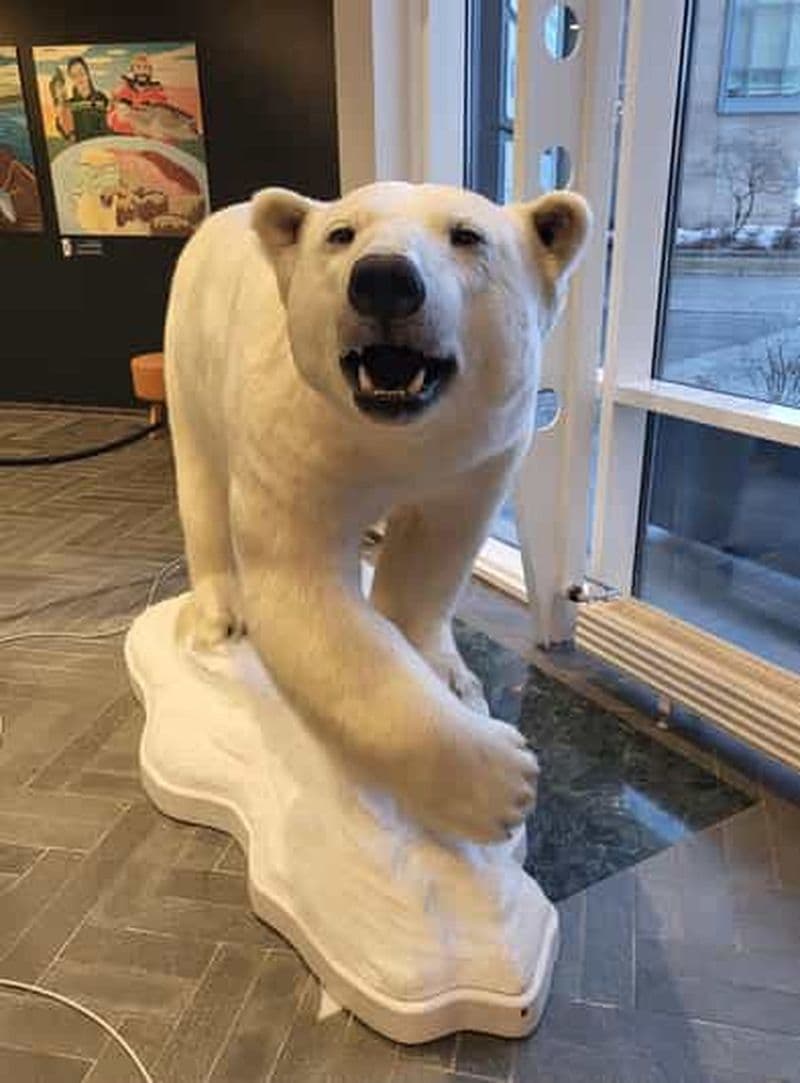 Billet Tromsø : promenade guidée à la découverte des ours polaires, avec visite du Polaria et du musée polaire