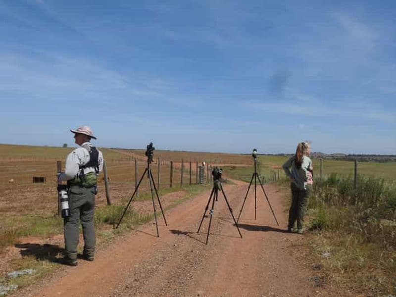 Billet Excursion ornithologique à Mértola et dans la région de Castro Verde