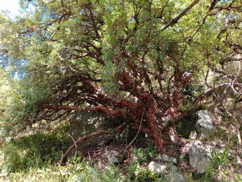 Billet Au départ de Cordoue : randonnée dans la forêt de Tabaquillos et à la cascade de Lampazos avec déjeuner