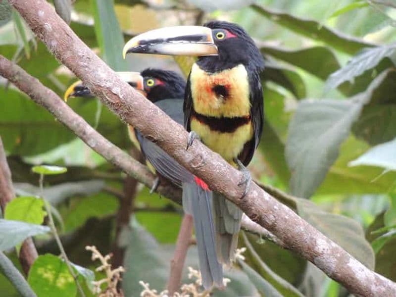 Billet Depuis Quito : Excursion guidée d'une journée à la forêt nuageuse de Mindo
