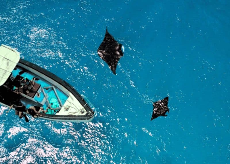 Billet Nusa Penida : visite d'une jounée avec plongée en apnée à Manta Point