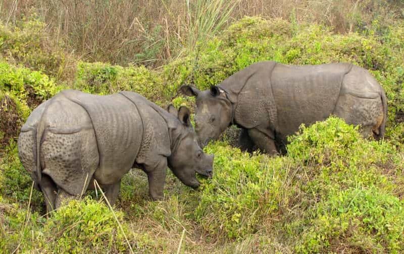 Billet Chitwan Jungle Safari 3 nuits 4 jours
