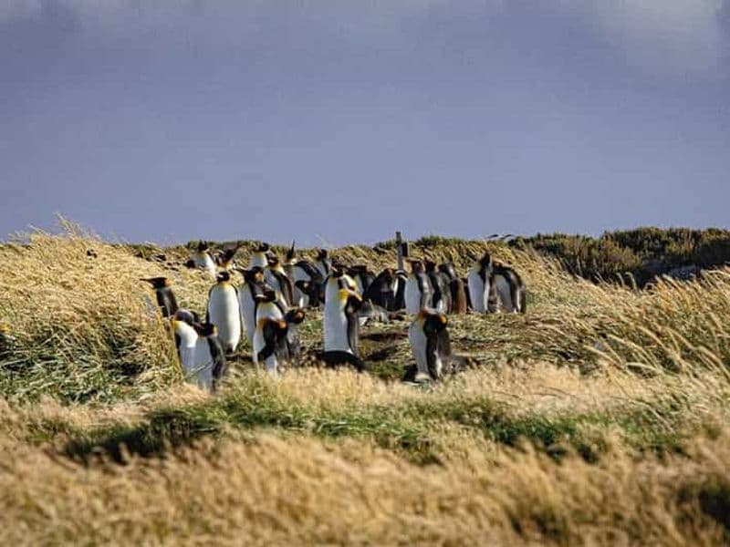Billet Punta Arenas : Journée entière en Terre de Feu et manchots royaux