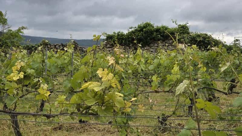 Billet L'expérience du vignoble de Champagne : Plongez dans le terroir