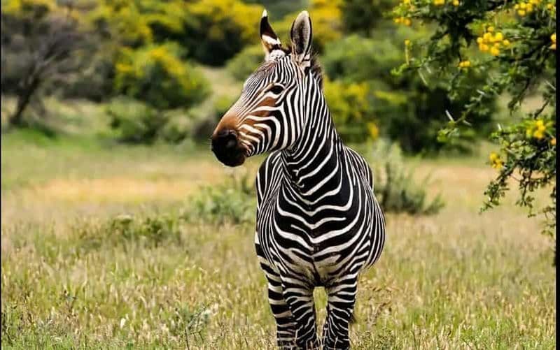Billet Safari d'une journée au parc national des Éléphants d'Addo : Port Elizabeth