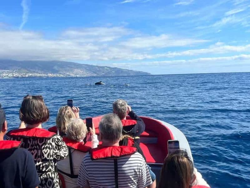 Billet Funchal : bateau à moteur VOIR L'ÎLE ET LA VIE EN MER