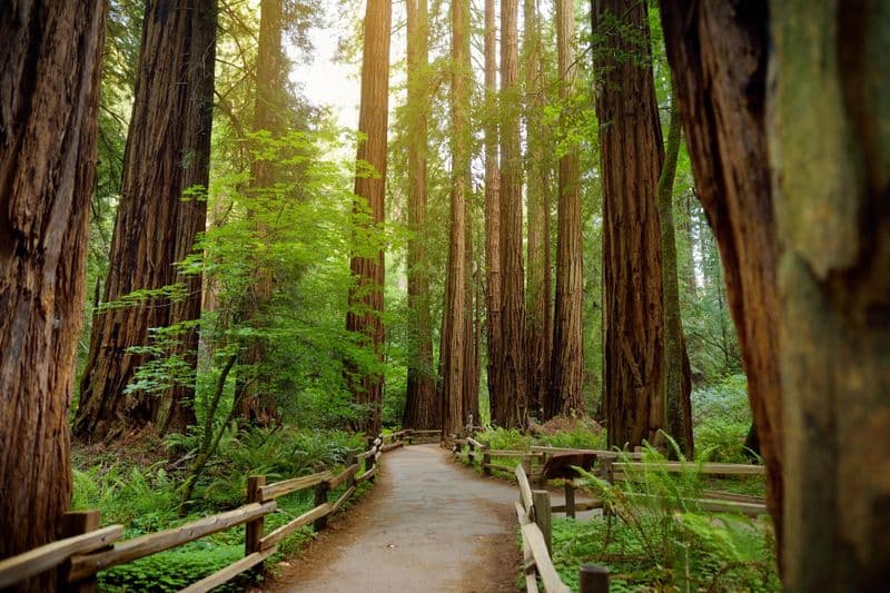 Muir Woods
