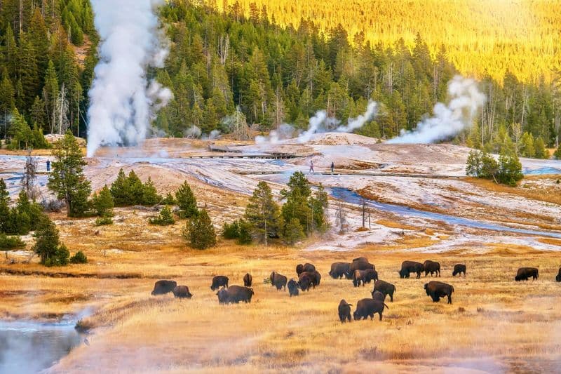 Parc national de Yellowstone