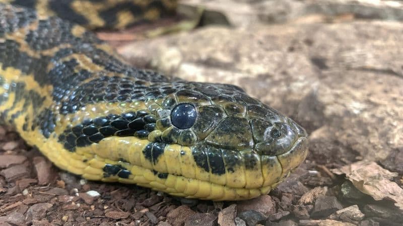 Planet Exotica Royan