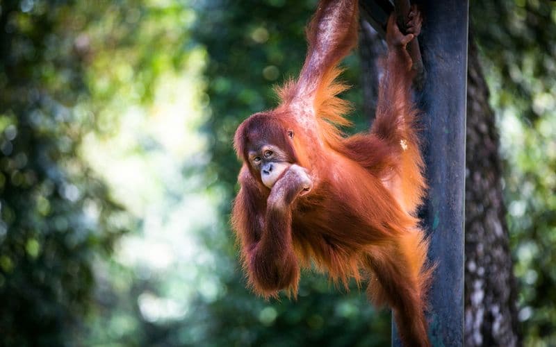 Billet Billets pour le Zoo Negara et le Centre de conservation du panda