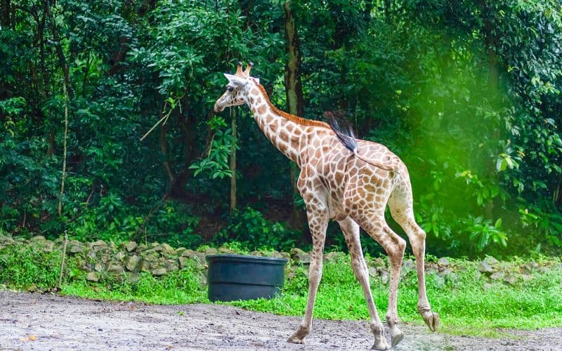 Billet Vos billets pour A'Famosa Melaka : Safari Wonderland