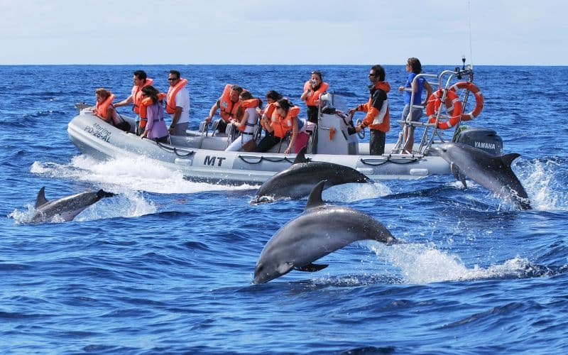 Billet Excursion en bateau pour observer les baleines et les dauphins aux Açores