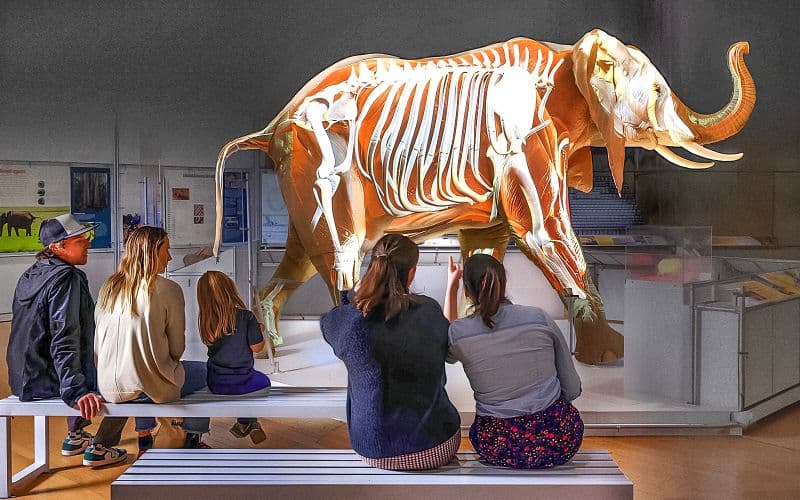 Billet Billets pour le Musée américain d'histoire naturelle + 1 billet pour une exposition