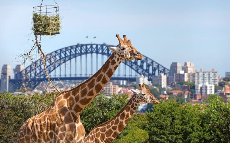 Billet Billets pour le zoo de Taronga