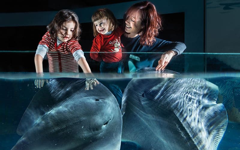 Billet Billets d'entrée pour l'Acquarium de Cattolica