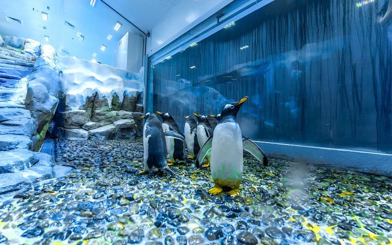 Billet Billets pour l'Aquarium et le zoo sous-marin de Dubaï avec la Baie des pingouins