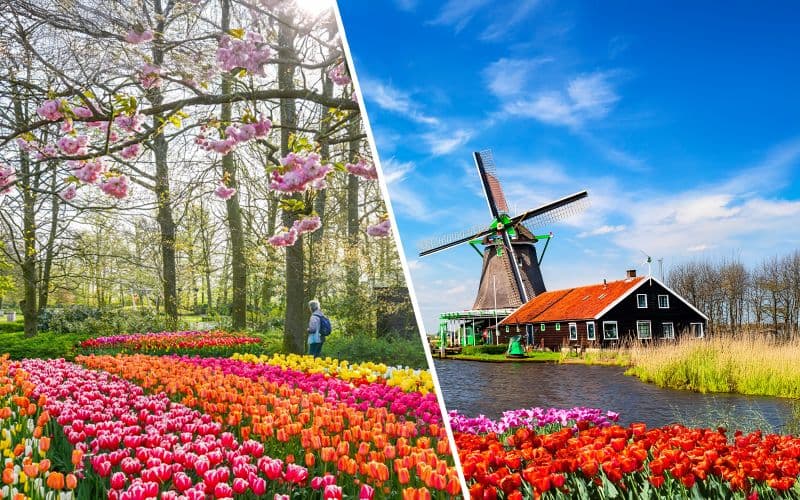 Billet Depuis Amsterdam : Visite guidée de Keukenhof et des moulins de Zaanse Schans