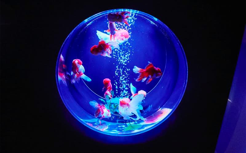 Billet Billets pour le musée Art Aquarium de Ginza