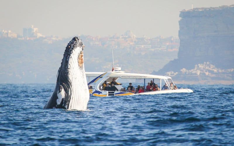 Billet Croisière d'observation des baleines à Sydney avec pass de 2 jours pour le ferry Hop-On Hop-Off