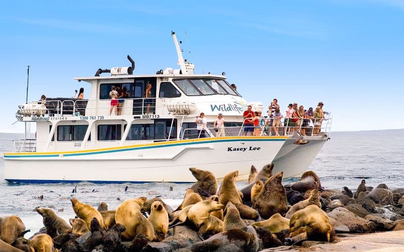 Billet Croisière d'après-midi pour l'observation des phoques à Phillip Island