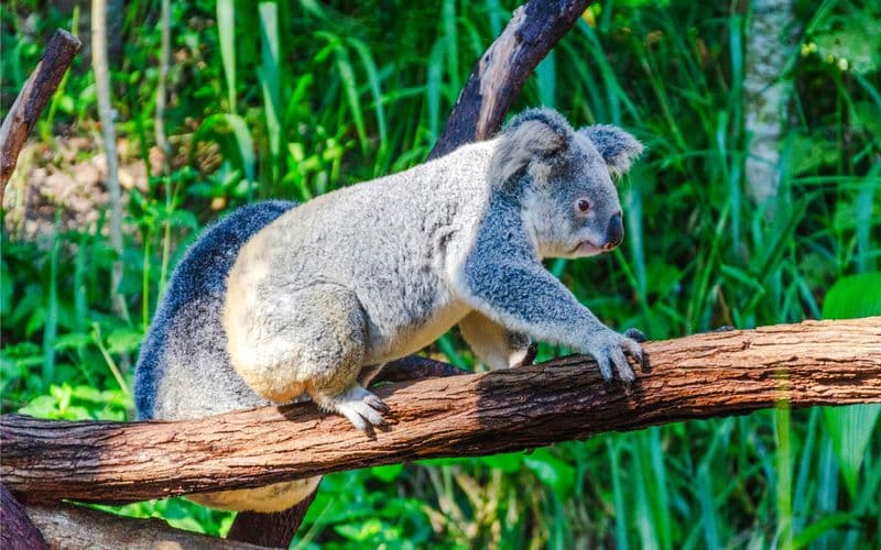 Billet Billets pour les jardins de Koala de Kuranda