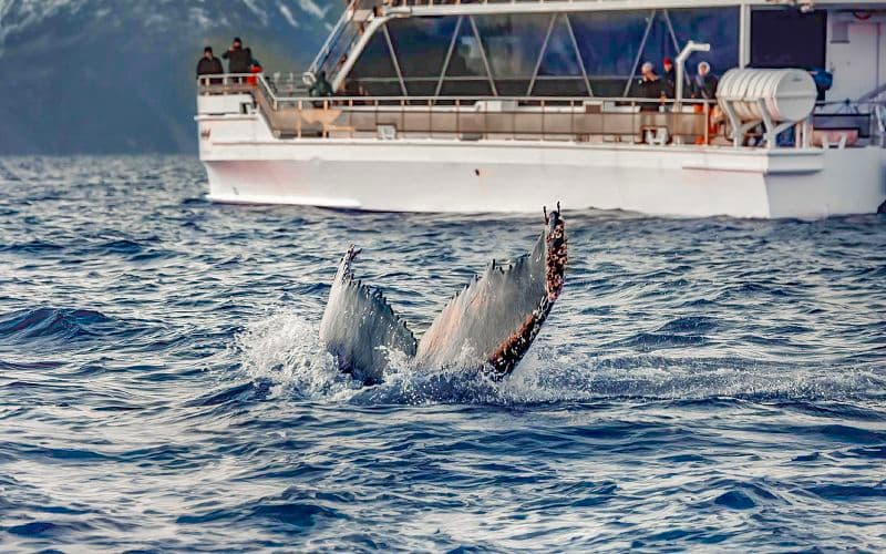 Billet Depuis Tromsø : Observation des baleines à bord d'un catamaran hybride-électrique