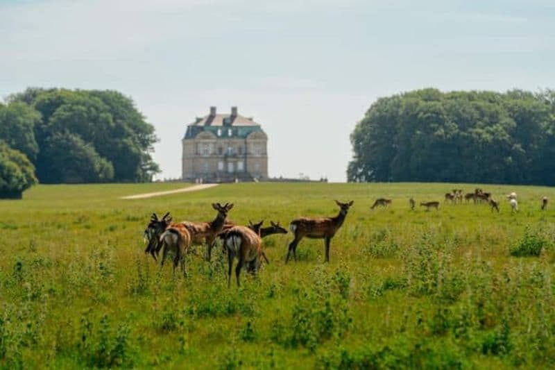Billet Dyrehaven Deer Park : tour à vélo + transfert en train à Copenhague