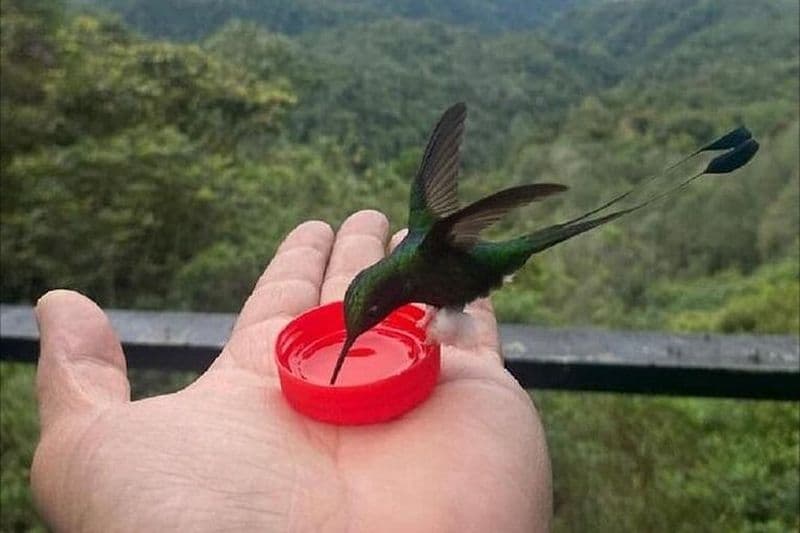 Billet Excursion à la forêt nuageuse de Mindo depuis Quito