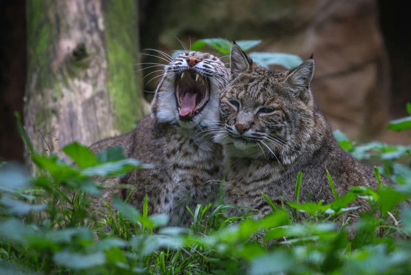 Billet Billets pour le zoo de Lagos