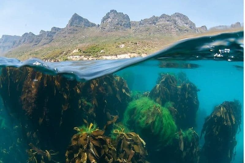 Billet Snorkeling avec les otaries à Hout Bay à Le Cap