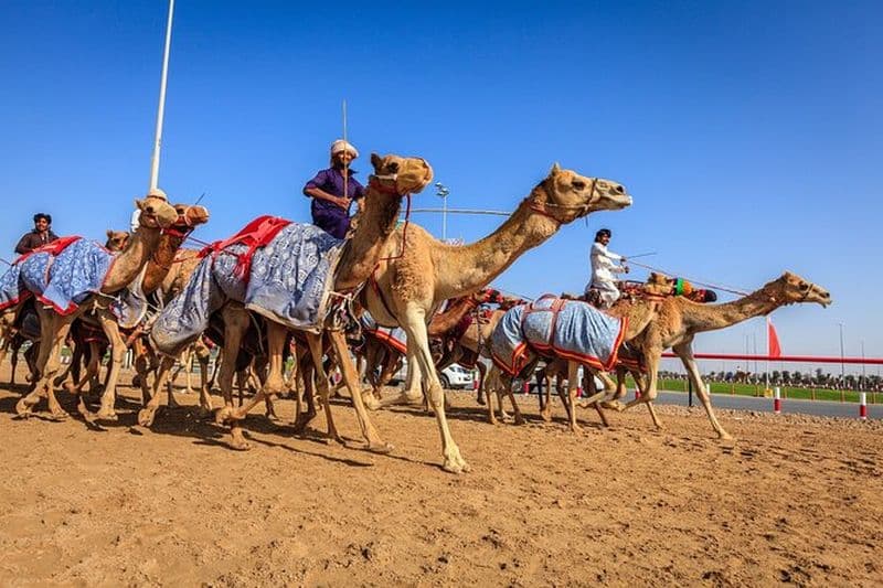 Billet Excursion à Al Ain depuis Abu Dhabi