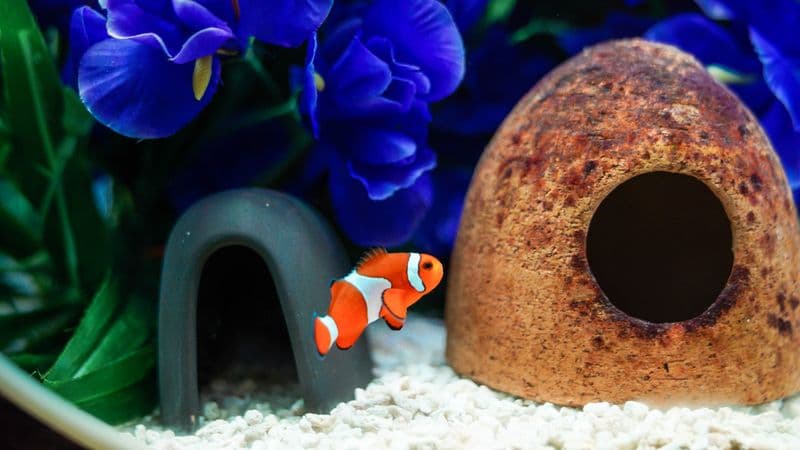 Billet Billets pour l’Aquarium Lotte World à Séoul