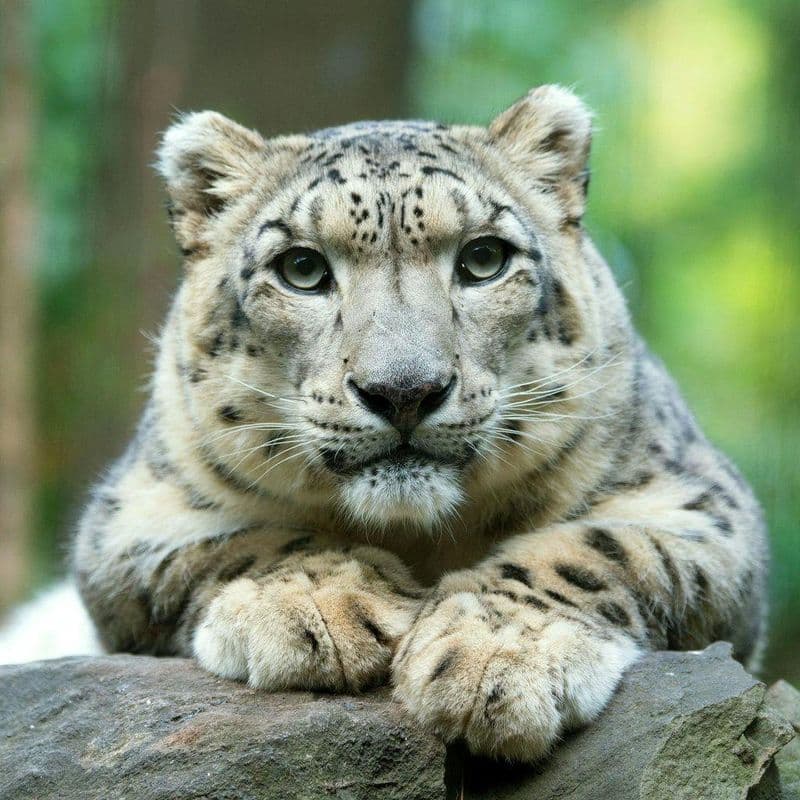 Billet Billets pour le zoo de Central Park