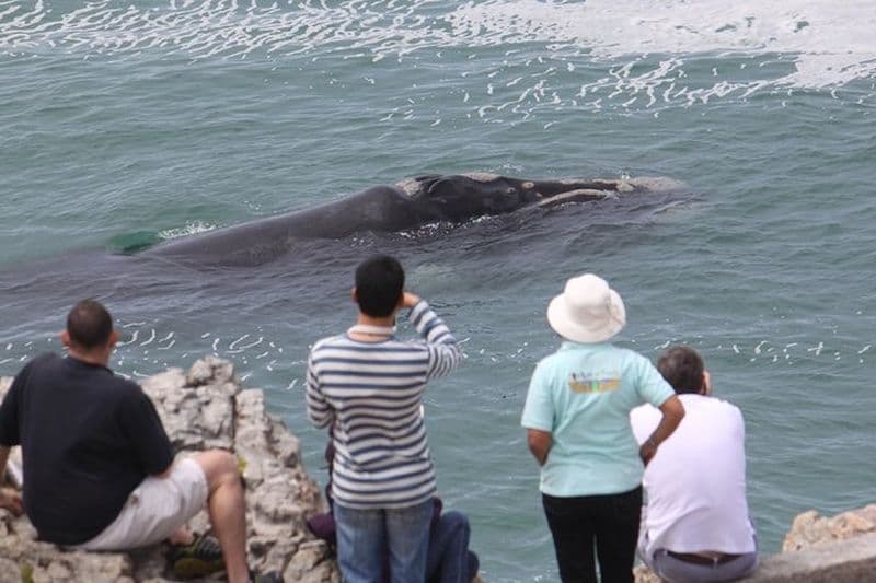 Billet Excursion privée d'observation des baleines depuis la terre à Hermanus