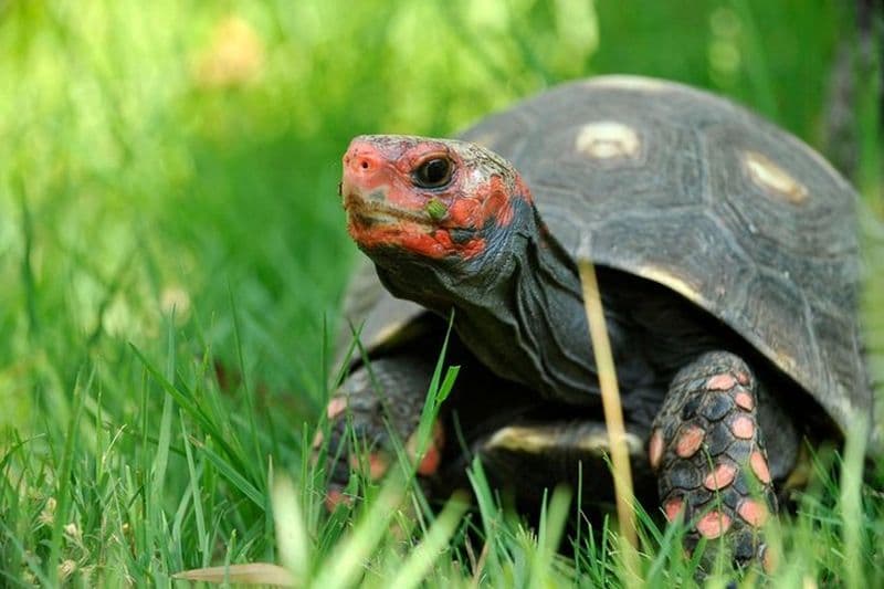 Billet Billets pour le parc des tortues A Cupulatta en Corse