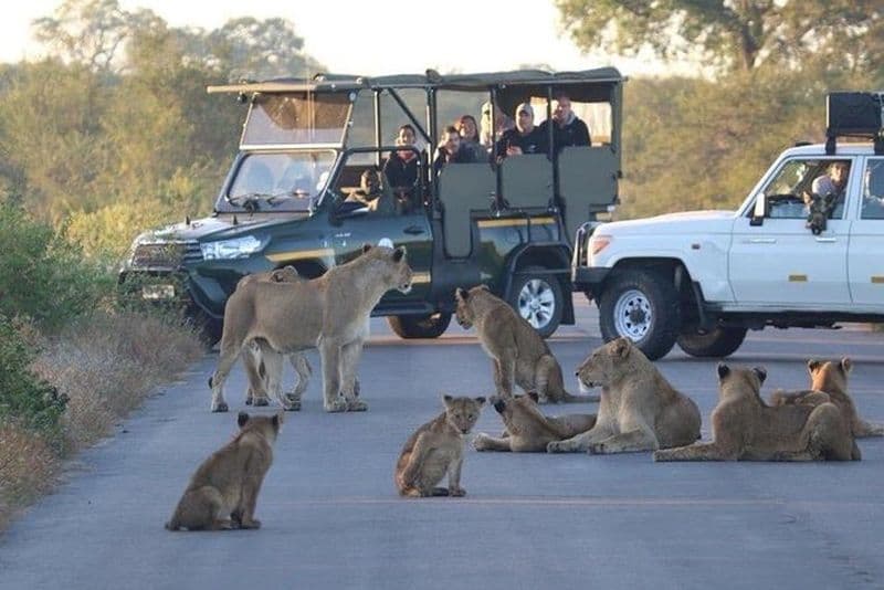 Billet Safari de 3 jours au Parc National Kruger depuis Johannesburg