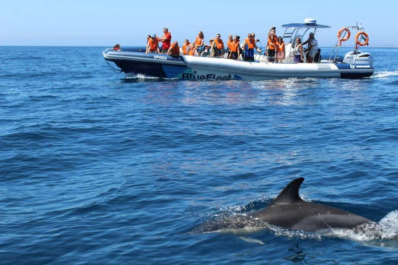 Billet Balade en bateau avec observation des dauphins à Lagos
