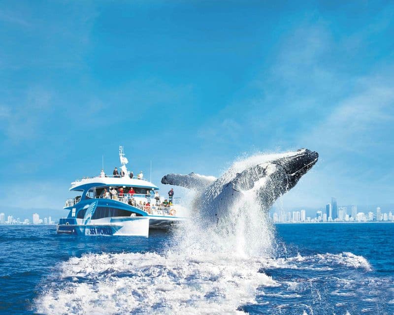 Billet Croisiere d observation des baleines a Gold Coast